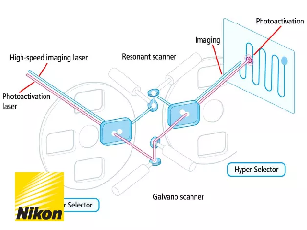 Nikon Multiphoton Microscopes